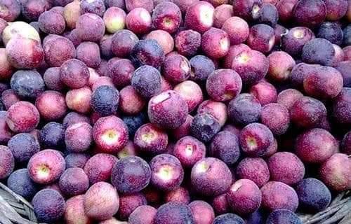 فالسے کے 12 فائدے